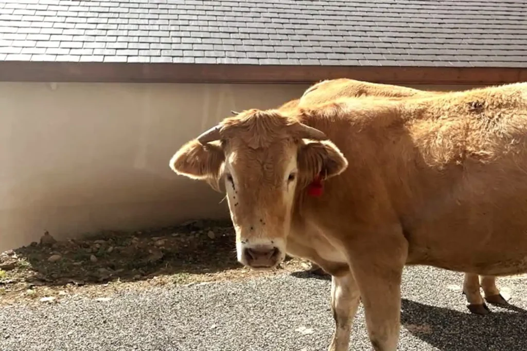 Photo d'une vache.